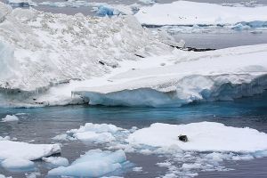 leopard seal among bergs.jpg